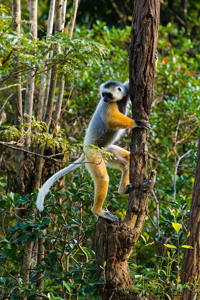 Madagascar-Andasibe-Vakona Lodge-Lemur Island Diademed sifaka climbing a tree art print by Inger Hogstrom for $57.95 CAD